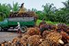 palm oil one use