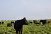 waitrose leckford regenerative agriculture farming cows