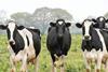 First Milk follows rivals with higher farmgate price