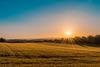Field crops horizon sunset