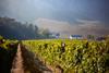 Boutinot-owned Wildeberg Vineyard in Franschhoek South Africa