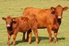 Beef cow and calf