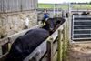 Farmer with cattle in a working farm yard