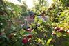 FSP_Loddington_Apple_Harvest_022