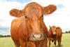 Beef Cattle 2_0001