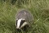 TB badger cull: the supermarkets have their say