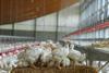 Broilers in Windstreek system