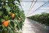 peppers in greenhouse- getty