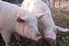 pigs