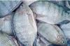 Paraguay fish farmers form export group with sights on Europe