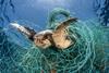 World Animal Protection - Loggerhead turtle trapped in net