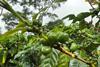 Photos from a Regenerative Agriculture Standard audit at La Cumplida, a farm in Matagalpa region of Nicaragua 1