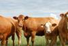 Beef Cattle 3