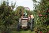 FSP_British_Apple_Harvest_016