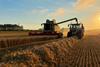 Harvesting the Crop of Winter Wheat - stock photo