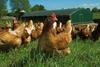 Hens from The Lakes Free Range Egg Company