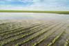 flooded field crops
