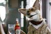 old speckled hen beer ale advert fox bar