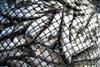 Fish net