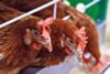NFU and ABN programme to give young farmers market insight