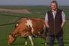 Waitrose farm Andrew Booth with cows - credit Mark Mackenzie 2