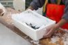 frozen fish fishing supply chain