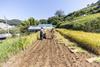organic rice farm in Japan - Getty