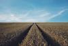 Wheat field crops