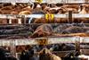 BEEF FARMING GettyImages-1325931842