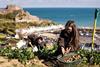 Jersey Royal potato harvest (3)