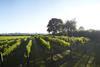 Chapel Down Vineyard