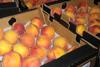 Oz peaches and nectarines arrive in the UK