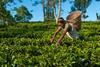 A woman collects tea leaves in Assam in north east India
