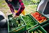 man with vegetables in van
