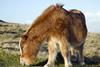 Dartmoor pony one use