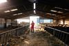 A wide angle of a farm owner doing daily tasks on his farm and looking after a herd of cows in a barn at a farm in Northumberland in the North East of England.