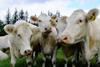 Whitebred Shorthorn cattle