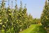 fruit apple pear orchard picker farm