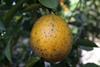 Citrus black spot disease