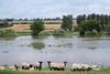 farm flooding sheep climate flood water