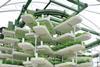 Scaling fresh new heights: East End's hydroponic plant