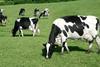 Cows cattle