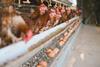 Hens eggs cage GettyImages-2265964176