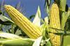 Maize