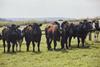 Cows stood in a field