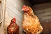 Close-up of a light brown chicken inside a wooden barn coop, standing tall in soft light with another hen in the blurred background - Getty Images