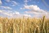 field of wheat