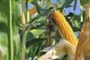 Corn crop