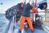 Fisherman emptying net full of fish into hold on trawler