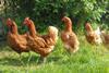 free range chickens